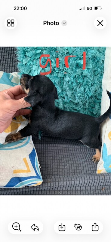 Jack Russel / dachshund - Image 3 of 4
