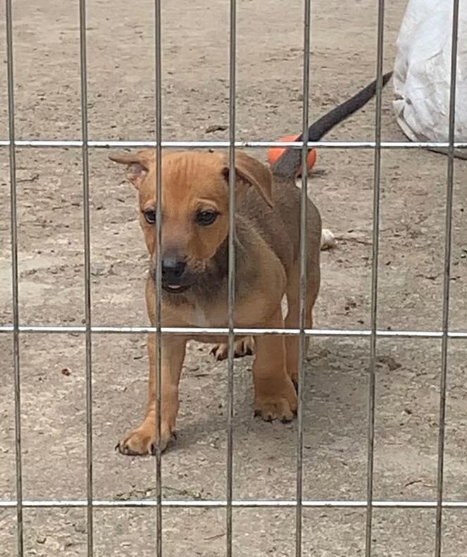 Jack Russel / Dachshund Puppies