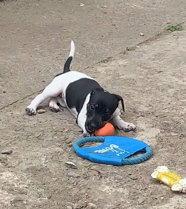 Jack Russel / Dachshund Puppies - Image 2 of 3