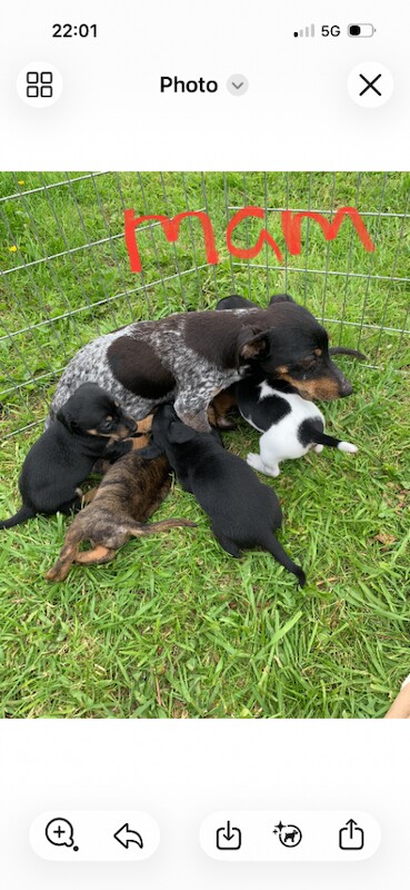 Jack Russel / Dachshund Puppies - Image 3 of 3