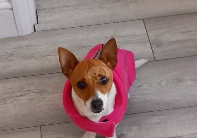 Jack Russell Terrier puppies for sale in Chatham, Kent – 3 years old - Image 1 of 4