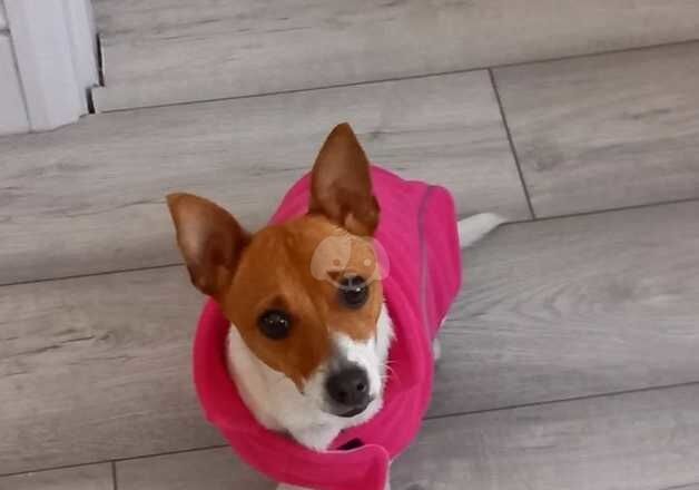 Jack Russell Terrier puppies for sale in Chatham, Kent – 3 years old - Image 2 of 4