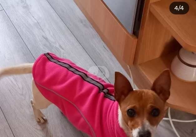 Jack Russell Terrier puppies for sale in Chatham, Kent – 3 years old - Image 3 of 4