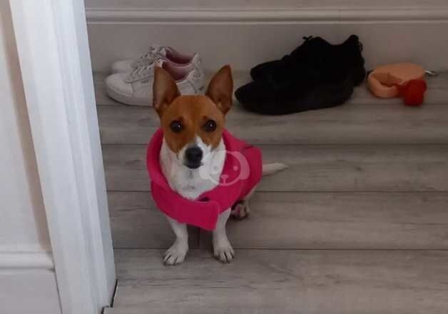 Jack Russell Terrier puppies for sale in Chatham, Kent – 3 years old - Image 4 of 4