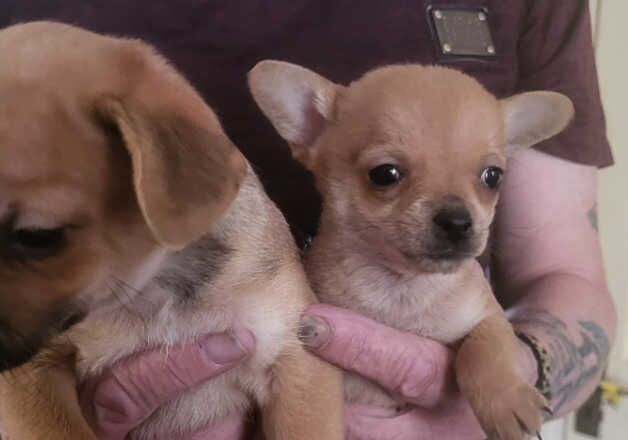Jack Russell puppies for sale in Bromsgrove, Worcestershire – 9 months old - Image 1 of 1