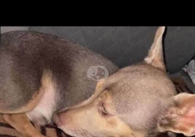 Jack Russell Terrier puppies for sale in Doncaster, South Yorkshire – 4 years old - Image 1 of 2