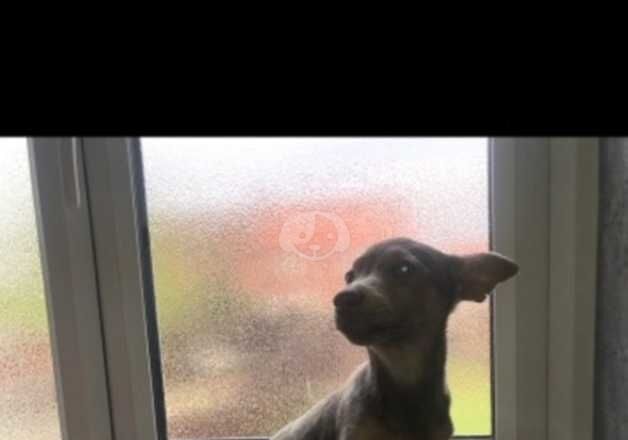 Jack Russell Terrier puppies for sale in Doncaster, South Yorkshire – 4 years old - Image 2 of 2