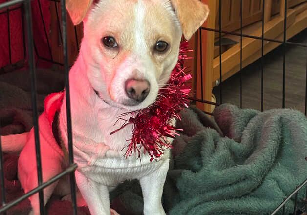 Jack Russell Terrier puppies for sale in Dover, Kent – 2 years old - Image 1 of 1