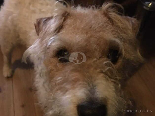 Jack Russell Terrier puppies for sale in Redruth, Cornwall – 15 years old - Image 2 of 2