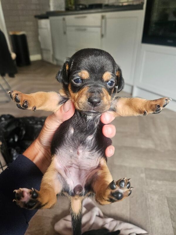 Jack Russel Minature puppies. for sale in Euxton, Lancashire