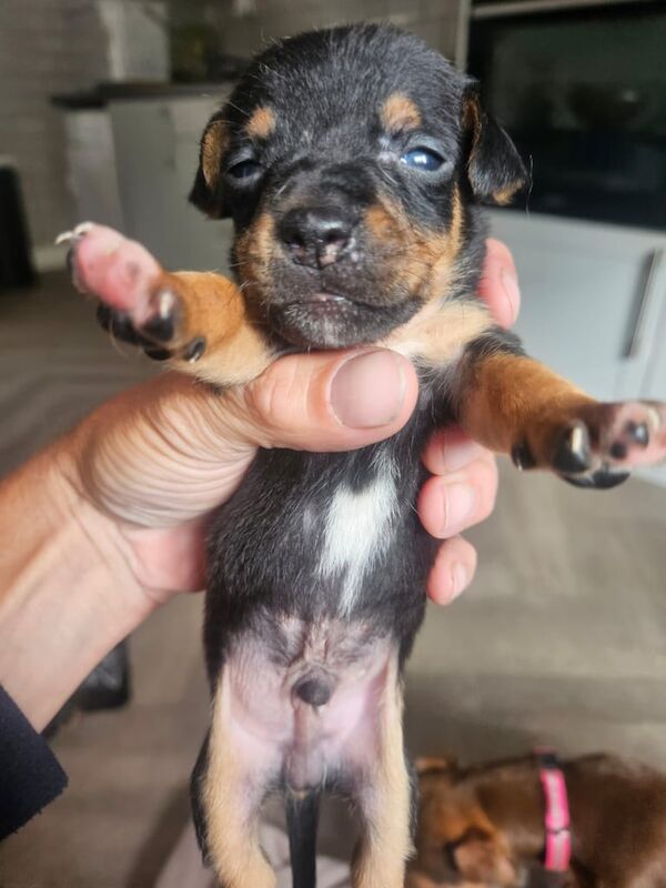 Jack Russel Minature puppies. for sale in Euxton, Lancashire | Image 2