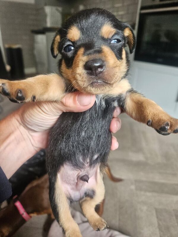 Jack Russel Minature puppies. for sale in Euxton, Lancashire | Image 3