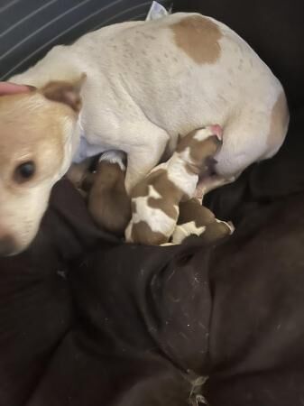 Jack russel mixed litter for sale in Rochester, Kent - Image 2