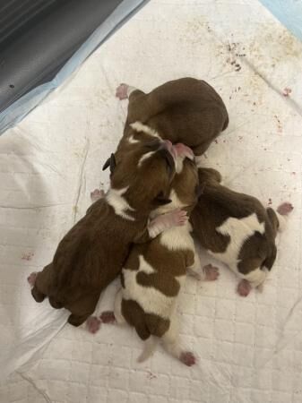 Jack russel mixed litter for sale in Rochester, Kent - Image 4