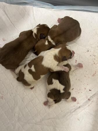 Jack russel mixed litter for sale in Rochester, Kent - Image 5