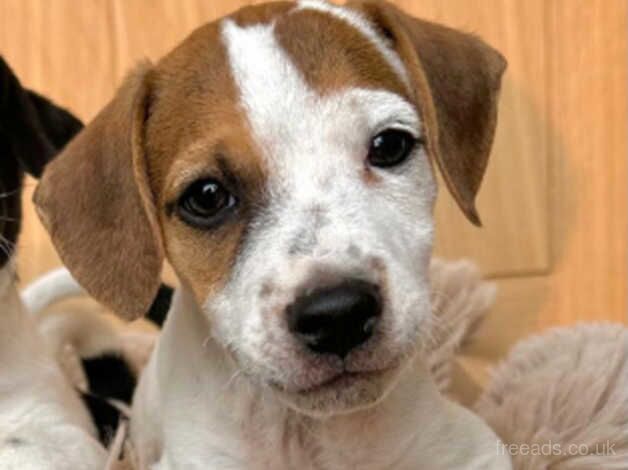 Jack Russell Terrier puppies for sale in Swanley, Gloucestershire – 1 year old - Image 1 of 5