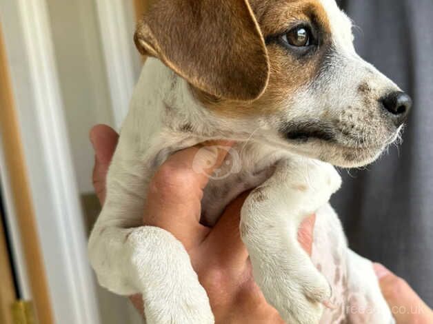Jack Russell Terrier puppies for sale in Swanley, Gloucestershire – 1 year old - Image 2 of 5