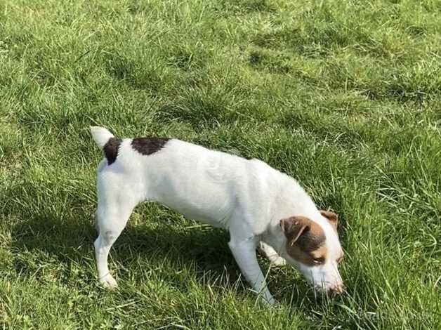 Jack Russell Terrier puppies for sale in Swanley, Gloucestershire – 1 year old - Image 4 of 5