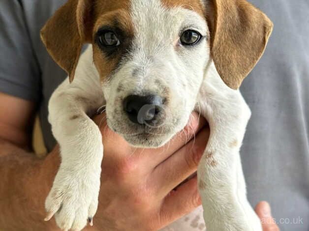Jack Russell Terrier puppies for sale in Swanley, Gloucestershire – 1 year old - Image 5 of 5
