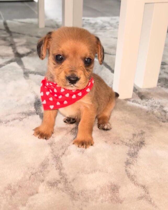 Jack Russell puppies for sale in Newport, Isle of Wight – 9 weeks old