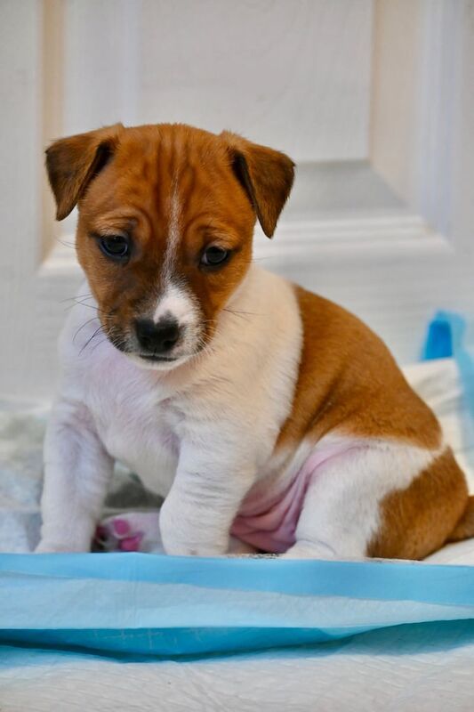 Jack Russell puppies for sale in Newham, Cornwall – 6 months old - Image 2 of 3