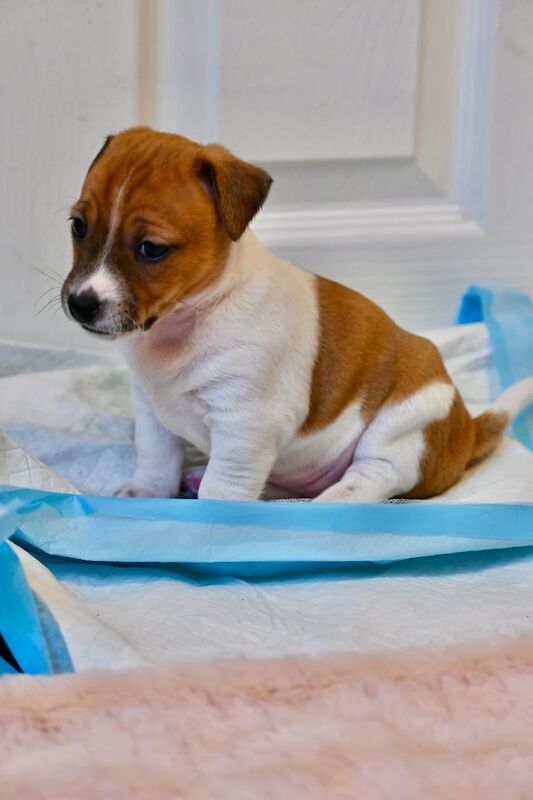 Jack Russell puppies for sale in Newham, Cornwall – 6 months old - Image 3 of 3