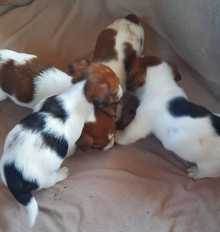 Jack Russell puppies for sale in Hatfield, Hertfordshire – 6 months old - Image 1 of 3