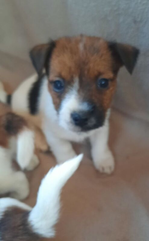 Jack Russell puppies for sale in Hatfield, Hertfordshire – 6 months old - Image 2 of 3