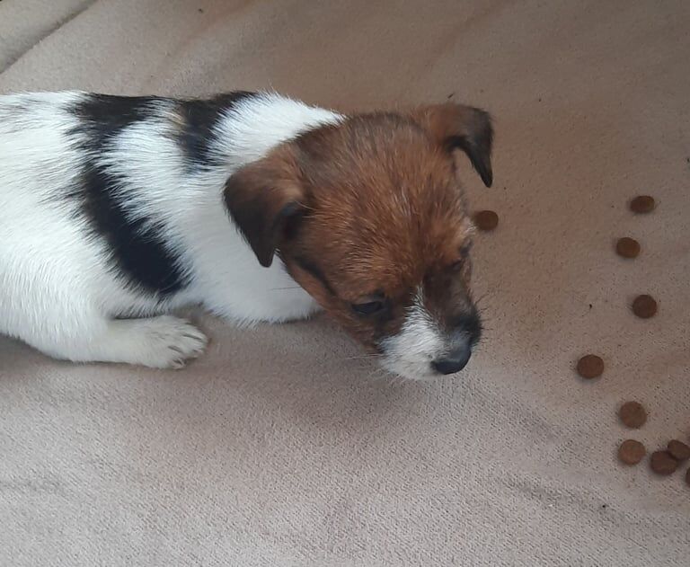 Jack Russell puppies for sale in Hatfield, Hertfordshire – 6 months old - Image 3 of 3
