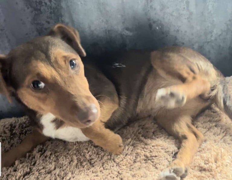 Jack russel puppies for sale in St Mellons / Llaneurwg, South Glamorgan