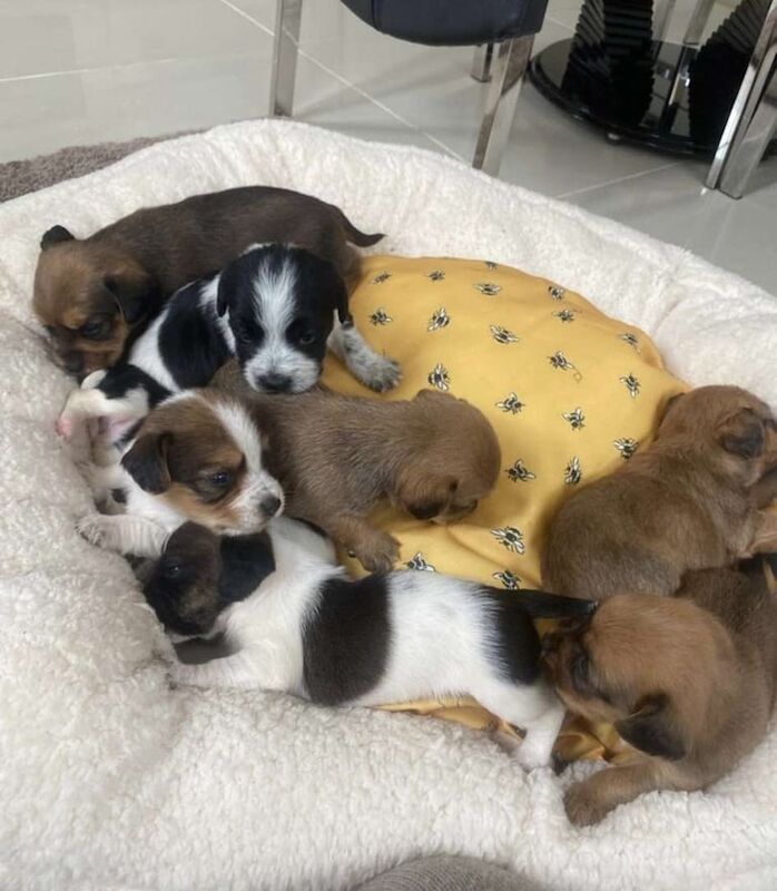 Jack russel puppies for sale in St Mellons / Llaneurwg, South Glamorgan - Image 2