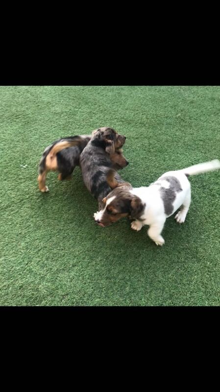 Jack Russel puppies for sale in Burford, Oxfordshire