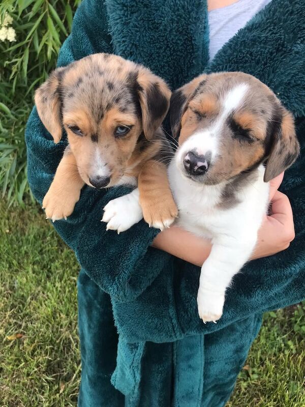 Jack Russel puppies for sale in Burford, Oxfordshire | Image 2