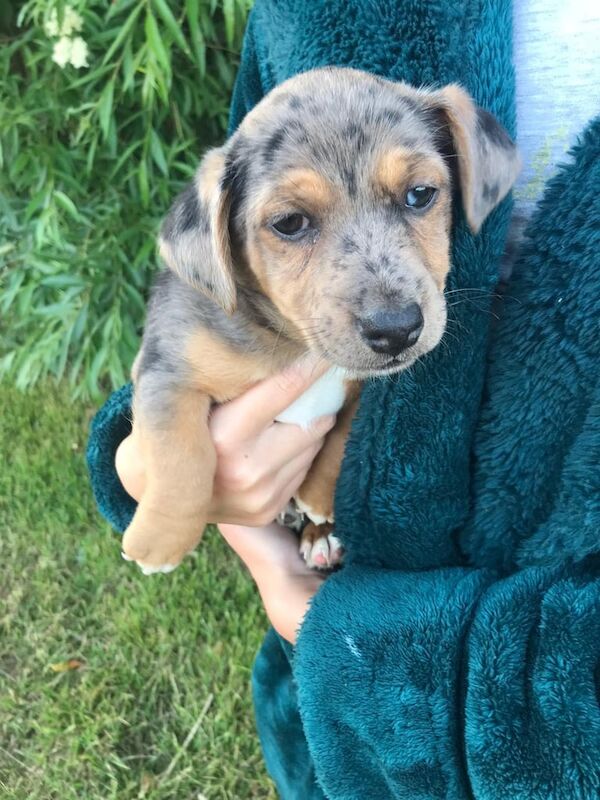 Jack Russel puppies for sale in Burford, Oxfordshire | Image 3