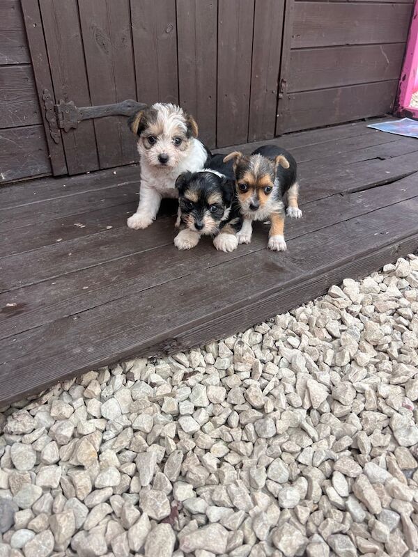 Jack Russell puppies for sale in Cardiff / Caerdydd, South Glamorgan – 8 weeks old