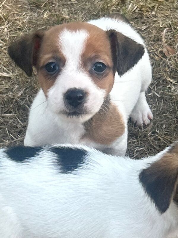 Jack Russell Terrier puppies for sale in Basingstoke, Hampshire – 9 weeks old