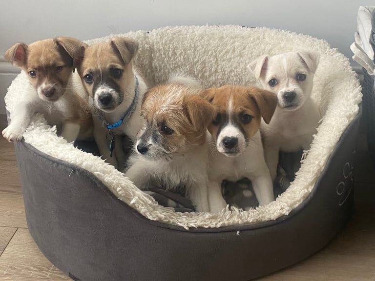 Jack Russell Terrier puppies for sale in Enniskillen, County Fermanagh – 9 weeks old