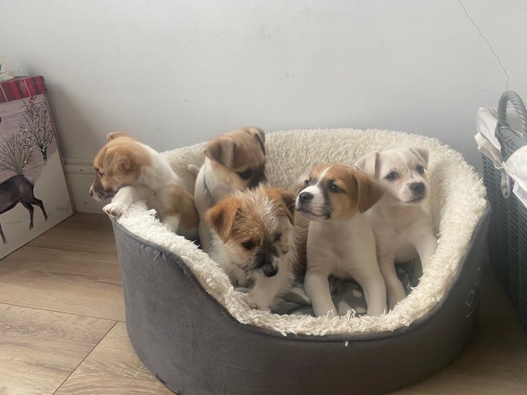 Jack Russell Terrier puppies for sale in Enniskillen, County Fermanagh – 9 weeks old - Image 2 of 3