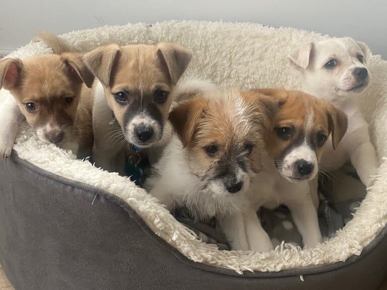 Jack Russell Terrier puppies for sale in Enniskillen, County Fermanagh – 9 weeks old - Image 3 of 3