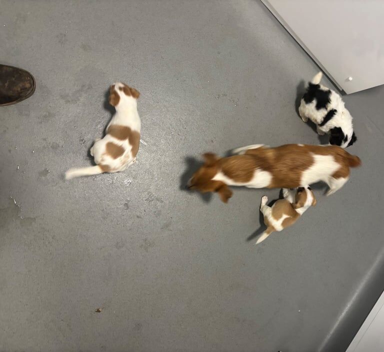 Jack Russell Terrier puppies for sale in Maidstone, Kent – 9 weeks old - Image 2 of 5