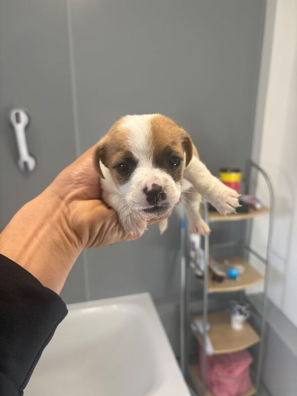 Jack Russell Terrier puppies for sale in Maidstone, Kent – 9 weeks old - Image 3 of 5