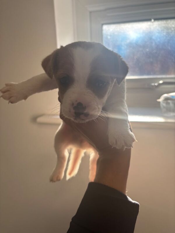 Jack Russell Terrier puppies for sale in Maidstone, Kent – 9 weeks old - Image 4 of 5