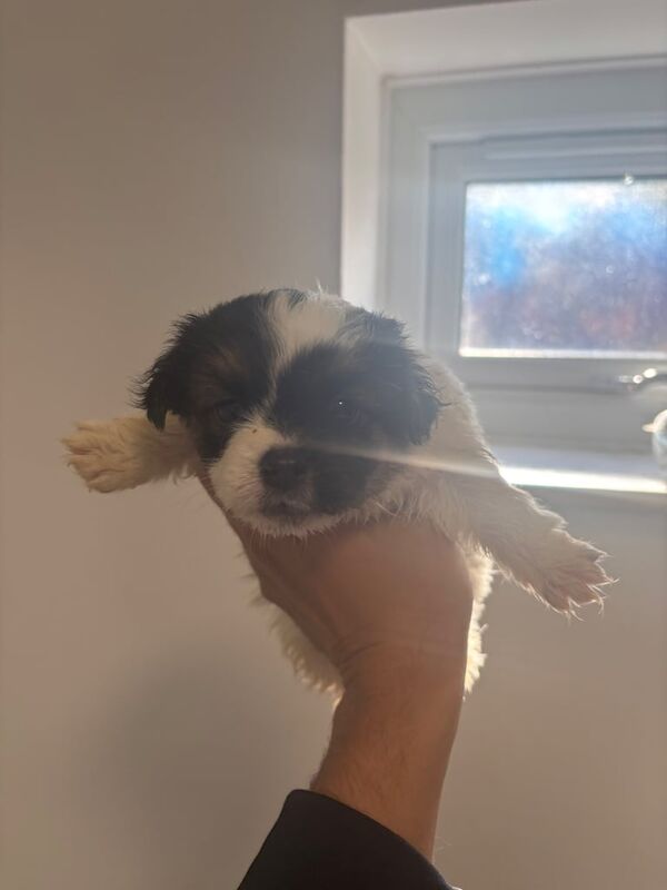 Jack Russell Terrier puppies for sale in Maidstone, Kent – 9 weeks old - Image 5 of 5