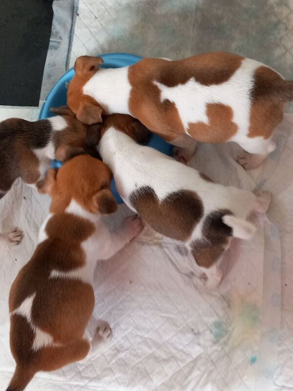 Jack Russell Terrier puppies for sale in Gartcosh, Lanarkshire – 3 months old - Image 2 of 3