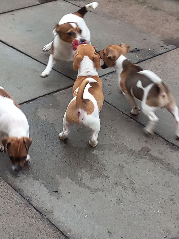 Jack Russell Terrier puppies for sale in Gartcosh, Lanarkshire – 3 months old - Image 3 of 3
