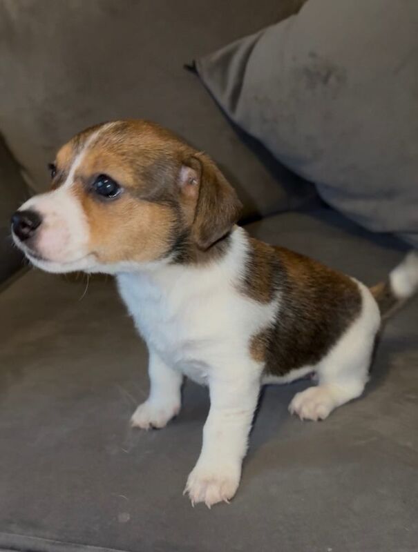 Jack Russell Terrier puppies for sale in Desborough, Northamptonshire – 6 weeks old