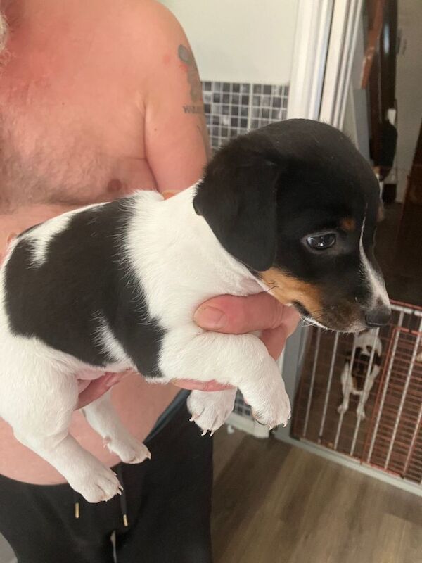 Jack russel puppies