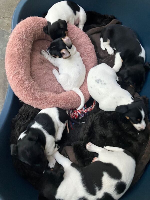 Jack russel puppies - Image 2 of 5
