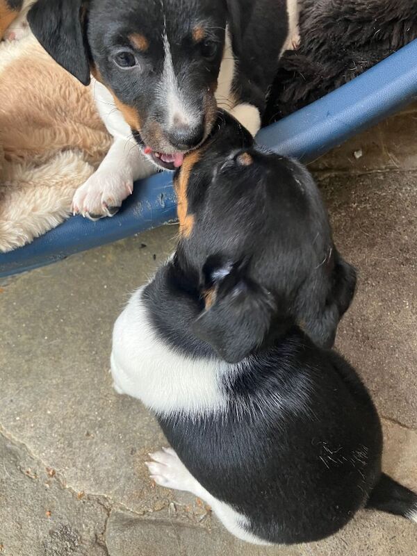 Jack russel puppies - Image 3 of 5