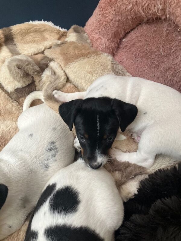 Jack russel puppies - Image 4 of 5